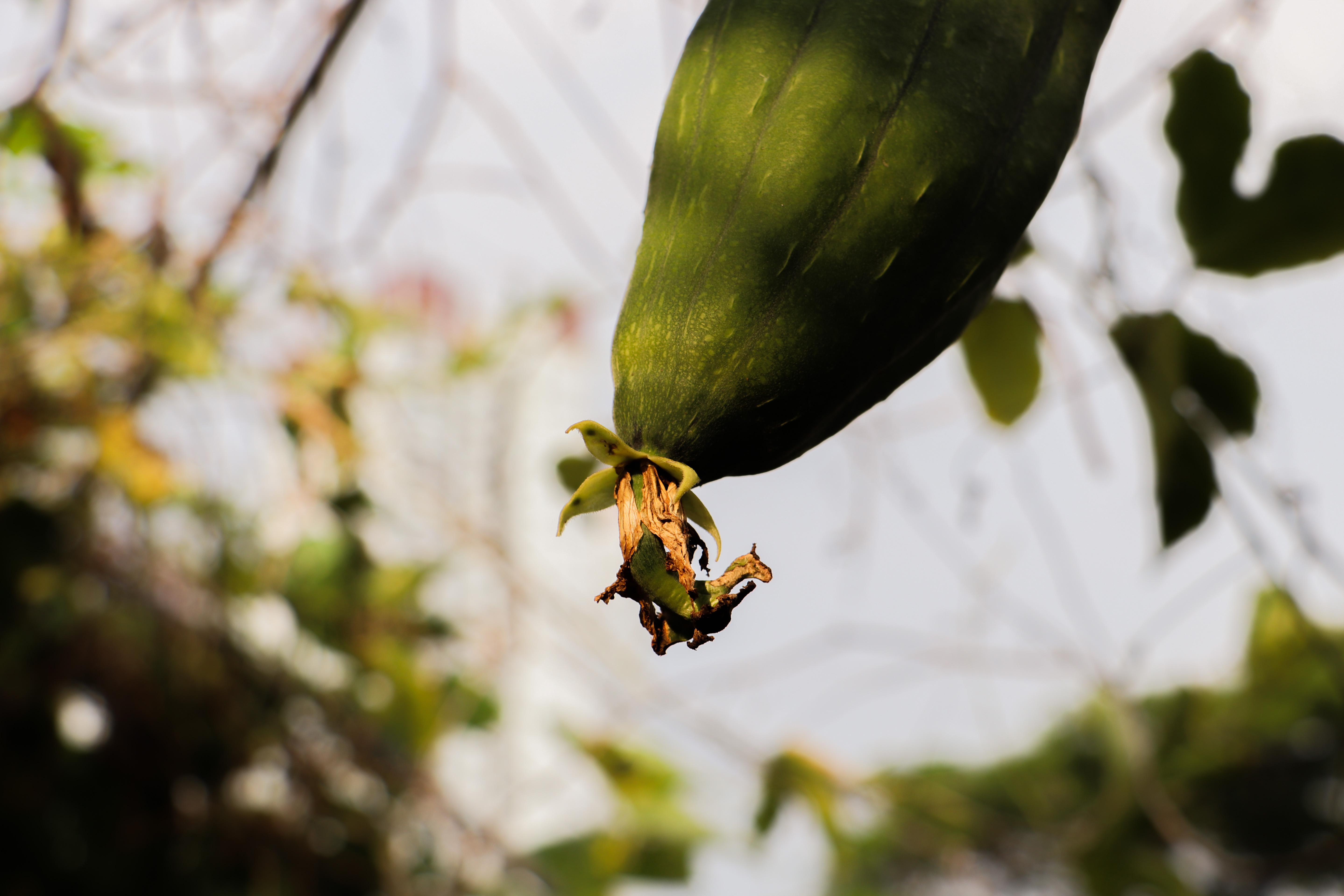 Documenting the fruit of a farmer's labour at City Sprouts. (Photo by Photopuffs)